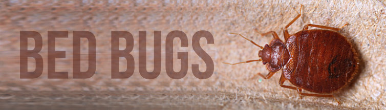 bed bug control services in noida