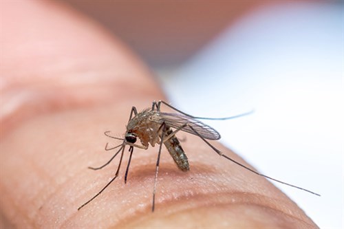 Mosquito pest control services in Noida