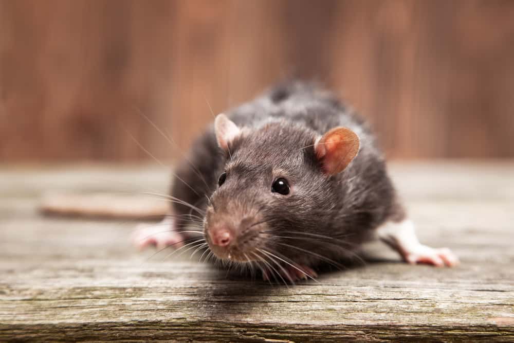 Rodent pest control services in Greater Noida