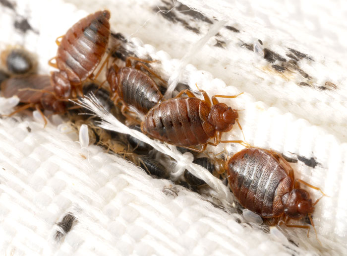 bedbug pest control services in Delhi NCR