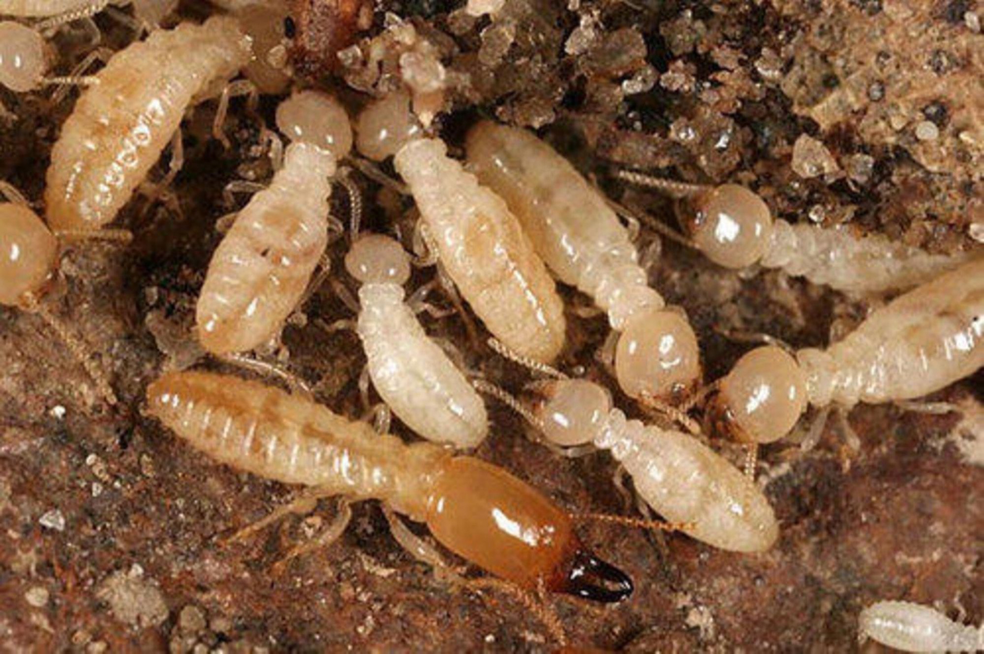 Termite pest control services in Greater Noida