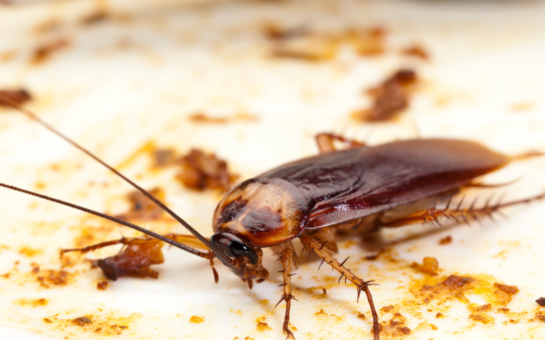 Cockroach pest control services in Greater Noida