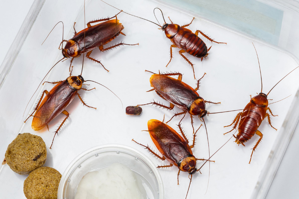 Cockroach pest control services in Noida