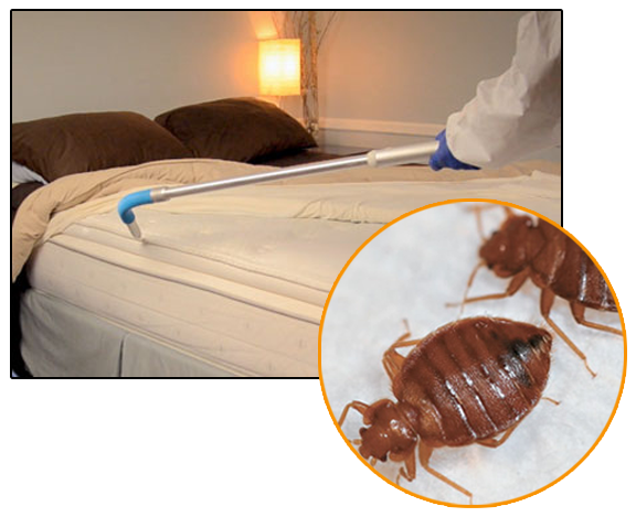 bedbug pest control services in Ghaziabad