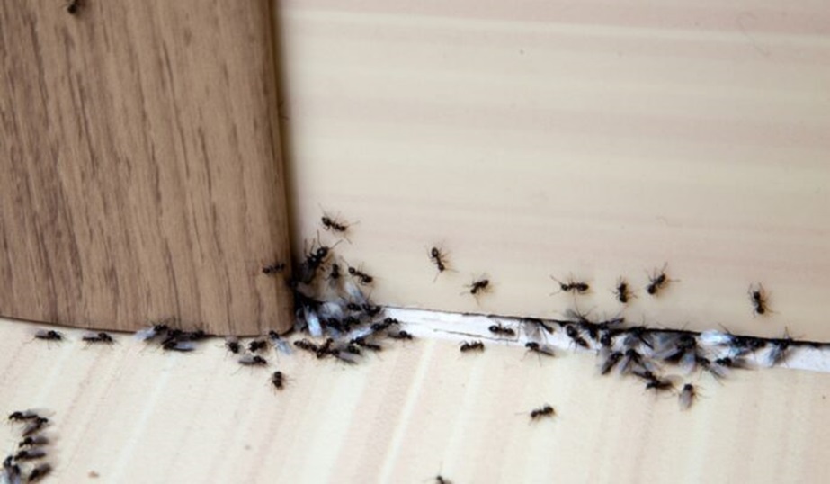 Ant pest control services in Greater Noida