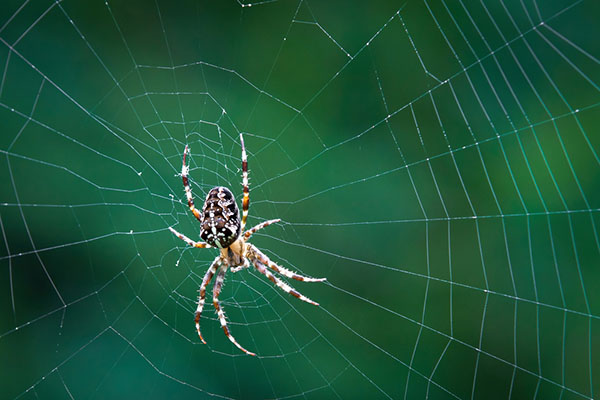 Spiders pest control services in Noida