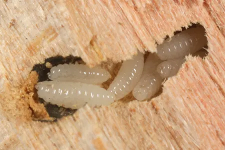 Wood borer pest control services in Greater Noida