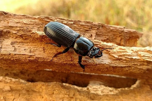 Wood borer pest control services in Noida