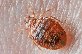 bedbug pest control services in Greater Noida