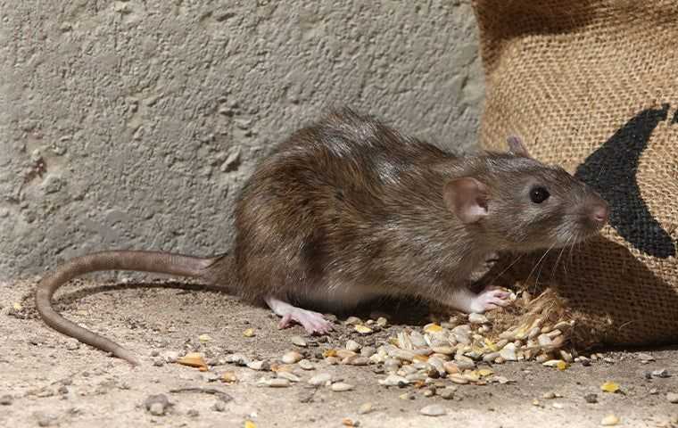 Rodent pest control services in Noida