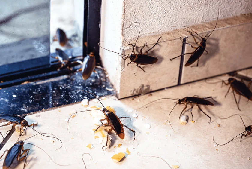 Cockroach pest control services in Ghaziabad