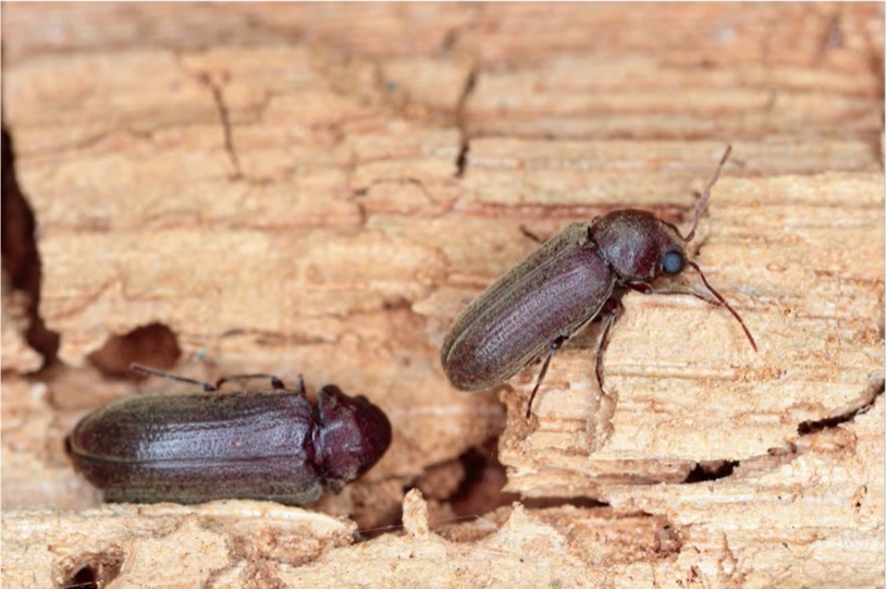 Wood borer pest control services in Ghaziabad