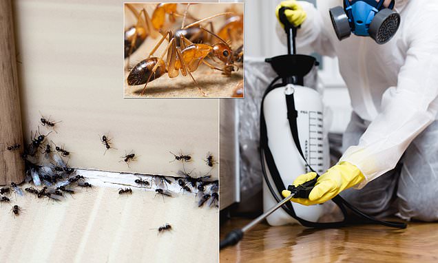 Ant pest control services in Delhi NCR