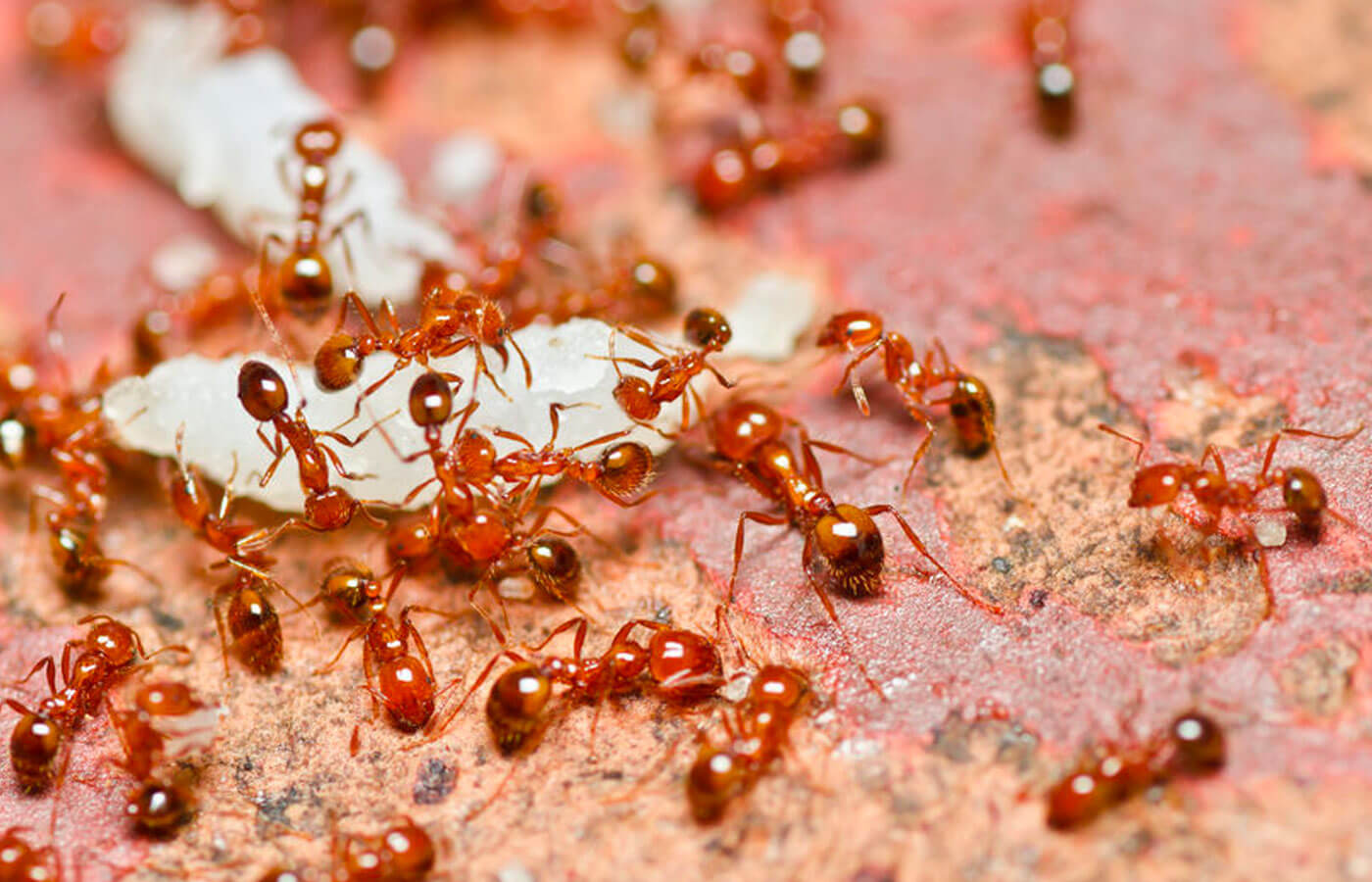 Ant pest control services in Noida