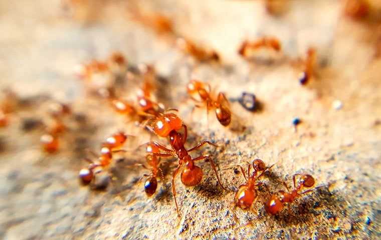 Ant pest control services in Ghaziabad