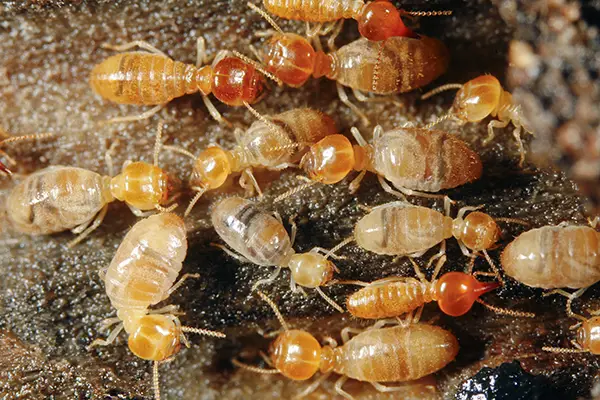 Termite pest control services in Delhi NCR