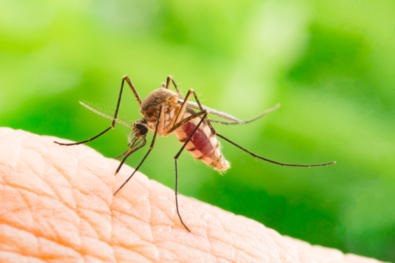 Mosquito pest control services in Delhi NCR