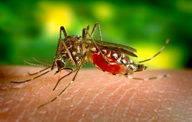 Mosquito pest control services in Ghaziabad