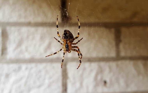 Spiders pest control services in Delhi NCR