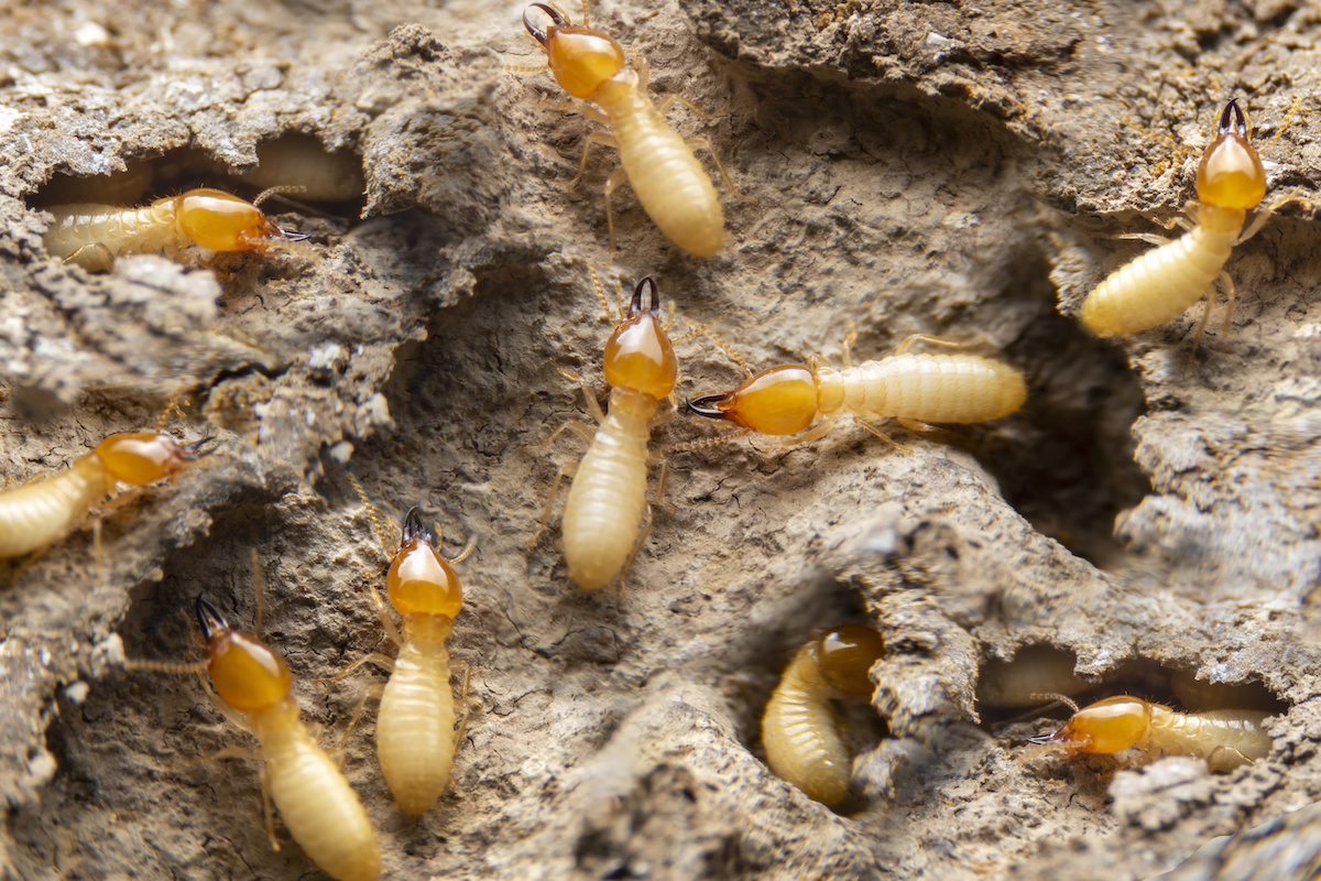 Termite pest control services in Ghaziabad