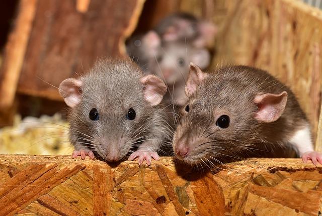 Rodent pest control services in Ghaziabad