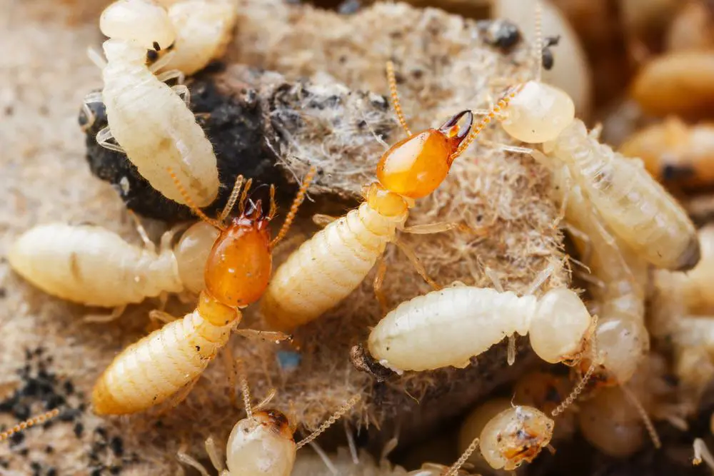 Termite pest control services in Noida