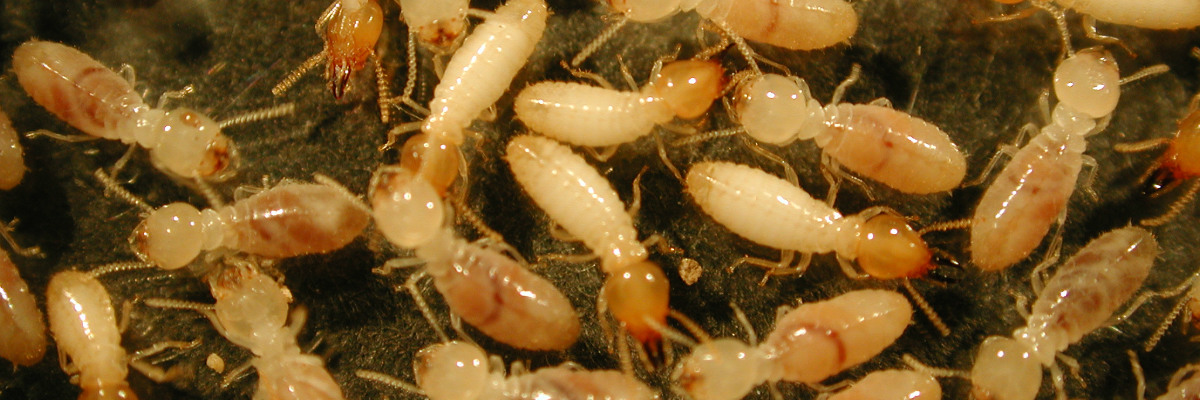 bed bug control services in noida