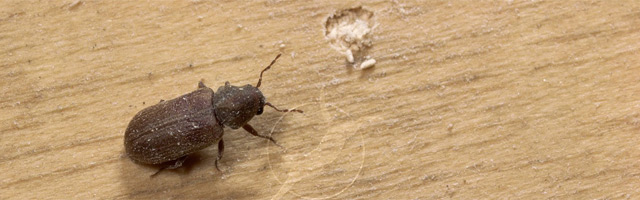 bed bug control services in noida