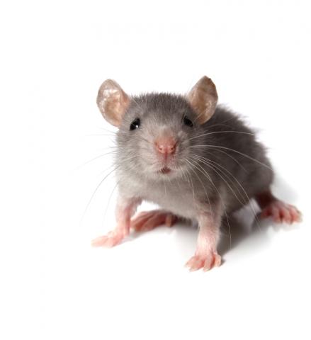 Rodents pest control service in ghaziabad and noida extension