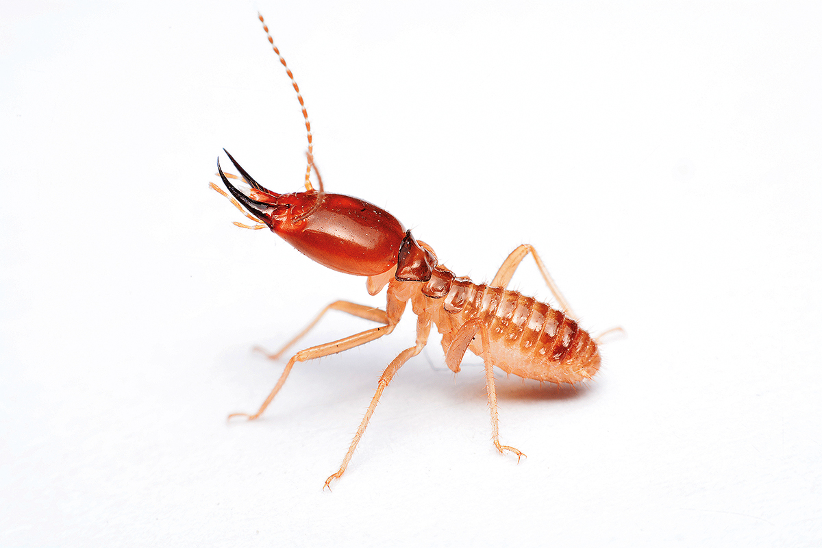 Termites pest control service in ghaziabad and noida extension