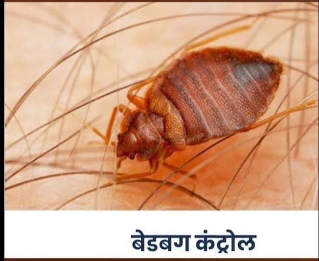 bed bug control services in noida