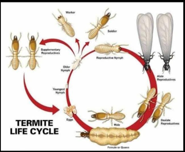 termite pest control services in noida extension