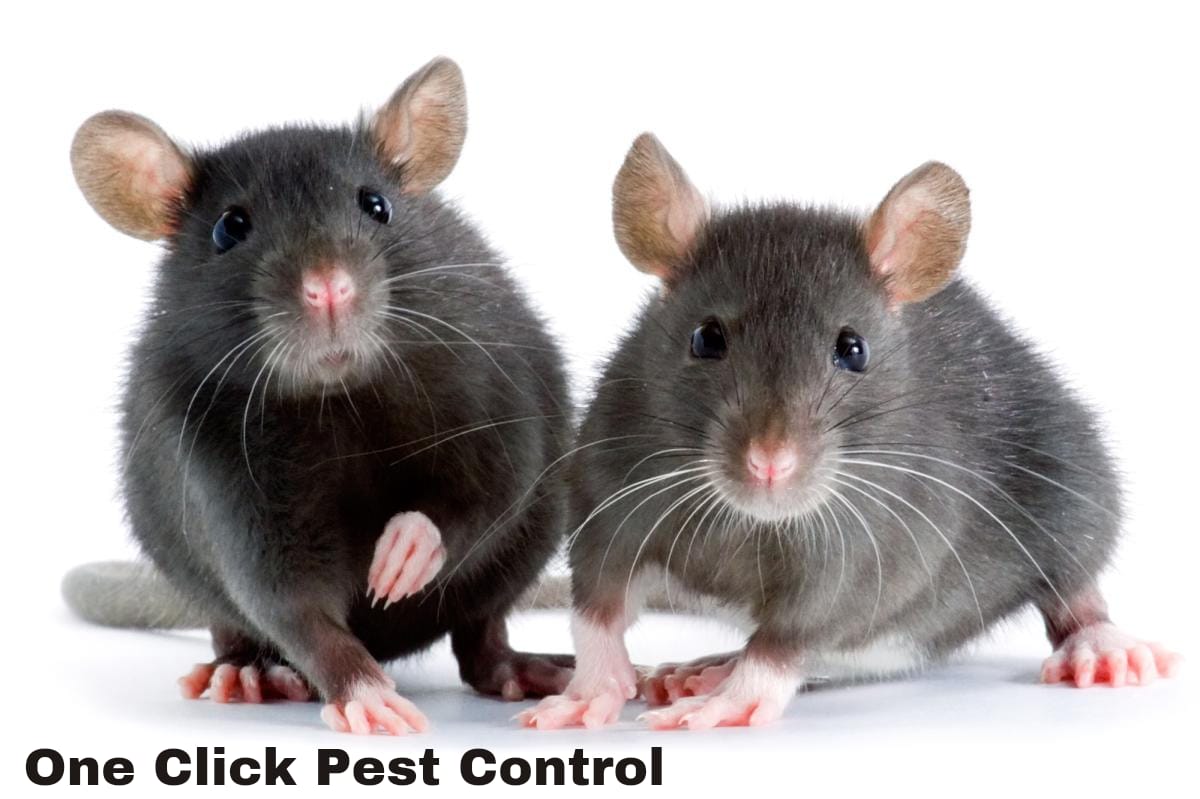 rat control services in noida extension