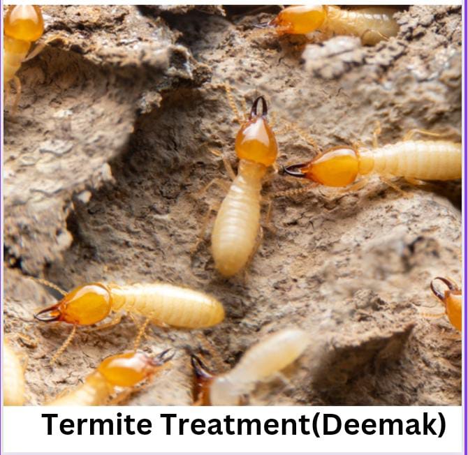 deemak treatment pest control delhi