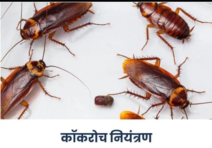 cockroach treatment pest control delhi