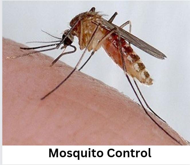 mosquito repellent pest control delhi